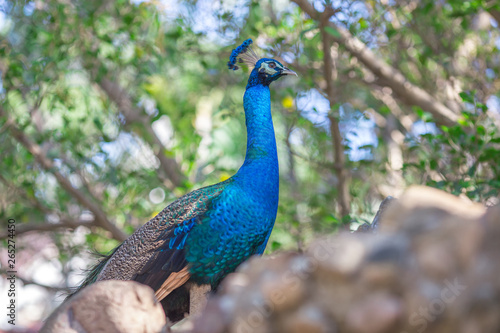 The background of a peacock animal, is a group of animals and is blurred by the movement of food, popular for education in the zoo or breeding on the farm.