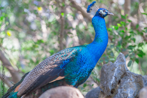 The background of a peacock animal, is a group of animals and is blurred by the movement of food, popular for education in the zoo or breeding on the farm.