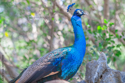 Wallpaper Mural The background of a peacock animal, is a group of animals and is blurred by the movement of food, popular for education in the zoo or breeding on the farm. Torontodigital.ca