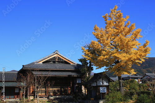 晴天下のお寺の境内と黄葉が美しい銀杏の木です © 眞