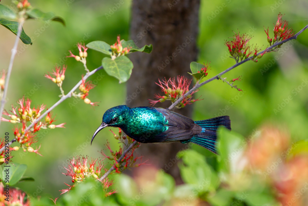 Malachite Sunbird on branch Malachite Sunbird on branch