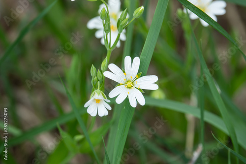 Greater Stitchwort Flowers in Bloom in Springtime