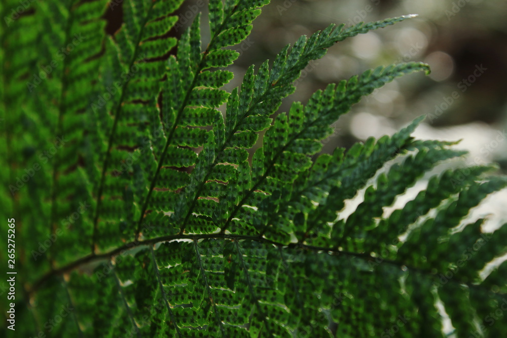 Fototapeta premium シダの葉のクローズアップ