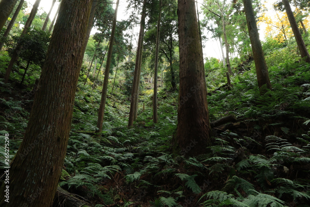 シダの葉が生い茂る森の中と樹木