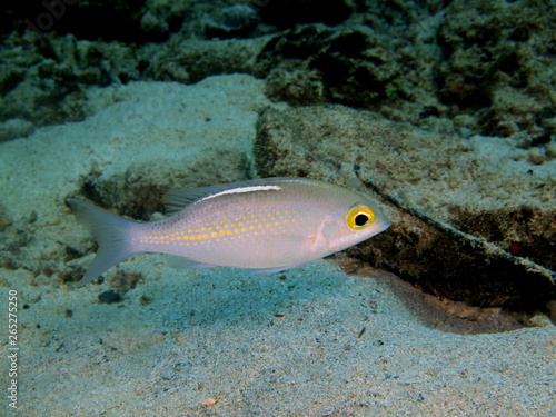Fototapeta Naklejka Na Ścianę i Meble -  The amazing and mysterious underwater world of Indonesia, North Sulawesi, Bunaken Island, coral fish
