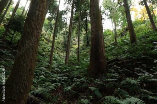 シダの葉が生い茂る森の中と樹木 © 眞