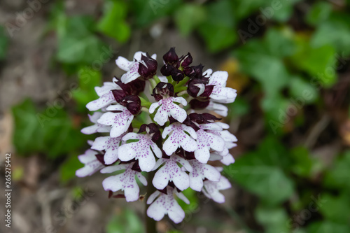 Lady Orchid Flowers in Bloom in Springtime © Erik