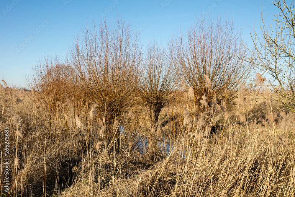 Gewässer mit trockenem Schilf und Weiden, Rieselfeldern, Münster, Münsterland, Nordrhein-Westfalen, Deutschland, Europa