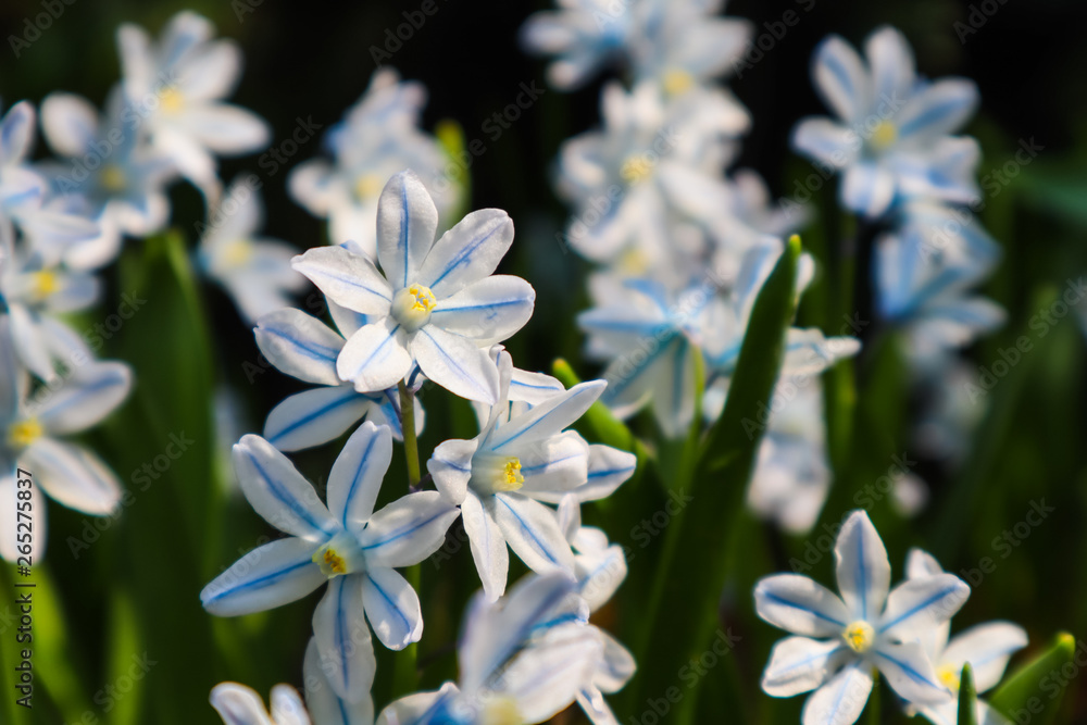 Blooming of beautiful white flowers (Puschkinia scilloides) in the spring garden Blooming of beautiful white flowers (Puschkinia scilloides) in the spring garden