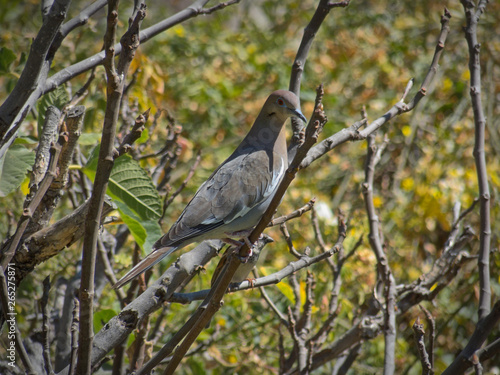 Pigeon perched on fig tree in the backyard of a home in the summer