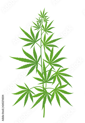 Hemp plant. Marijuana or cannabis sativa green tree. Isolated vector illustration on white background.