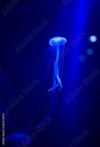 jellyfish