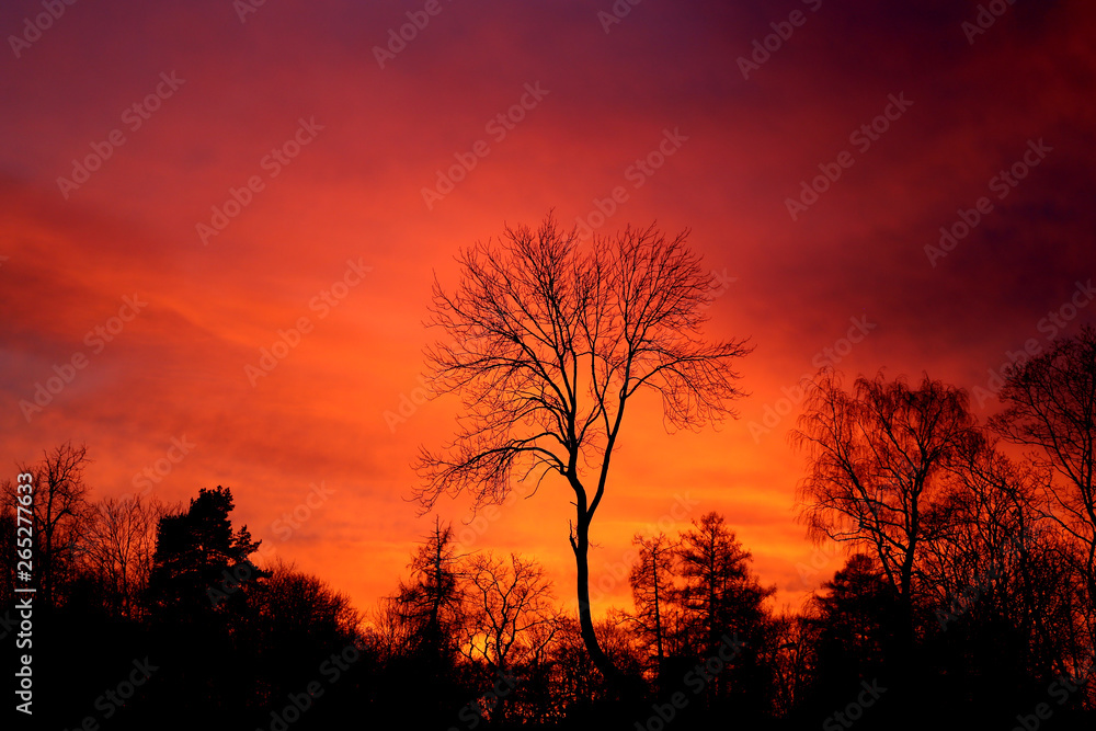Bright photo of red sunset in the spring in the park