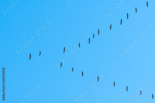 Zugvögel Kraniche Formation am blauen Himmel