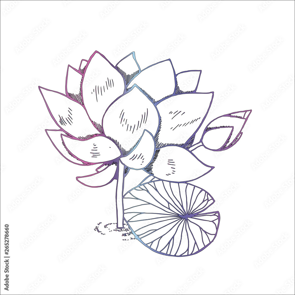 Color illustration of lotus flower in style. Black and white lotus pattern