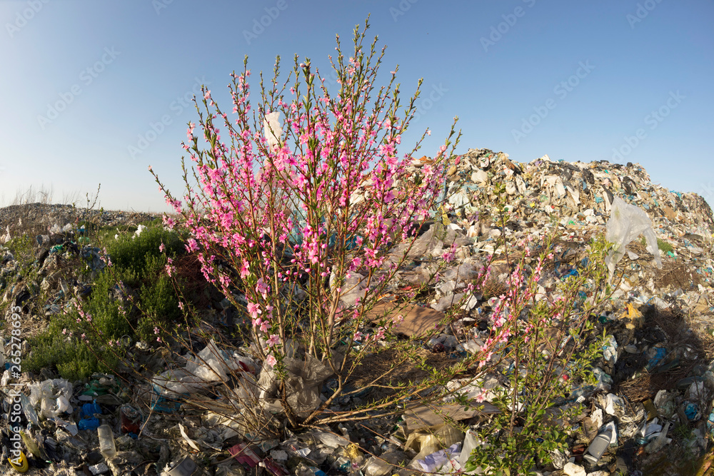 sakura on a pile of garbage