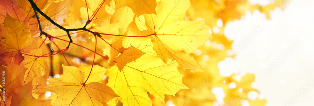 Fototapeta premium Autumn floral panoramic background. Colorful yellow and red maple foliage on a sunny day. Autumnal Park. Autumn branches trees and leaves in nature, free copy cpace.