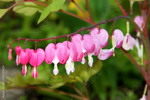 Pacific or Wild Bleeding Heart, Dicentra Formosa, flowers on stem with bokeh background, macro, selective focus, shallow DOF photo