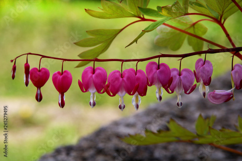 Pacific or Wild Bleeding Heart, Dicentra Formosa, flowers on stem with bokeh background, macro, selective focus, shallow DOF