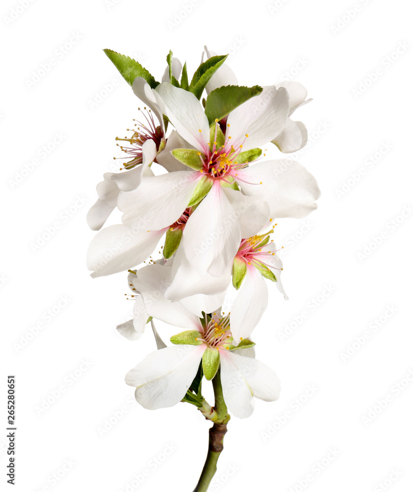 Fototapeta premium Beautiful blossoming branch on white background