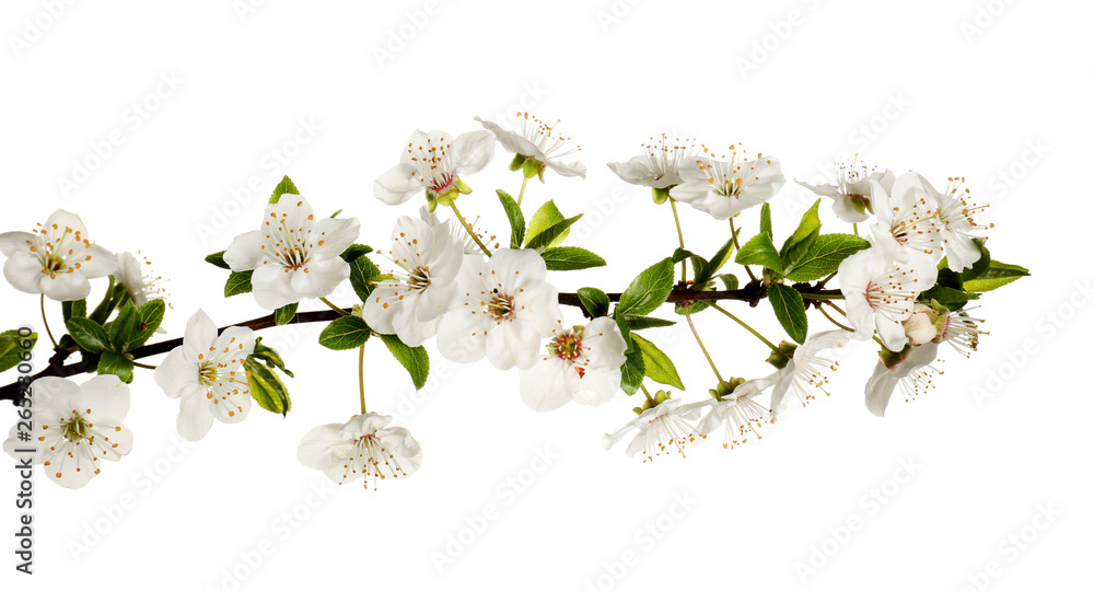 Fototapeta premium Beautiful blossoming branch on white background