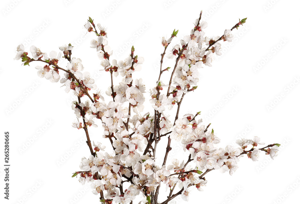 Beautiful blossoming branches on white background Beautiful blossoming branches on white background