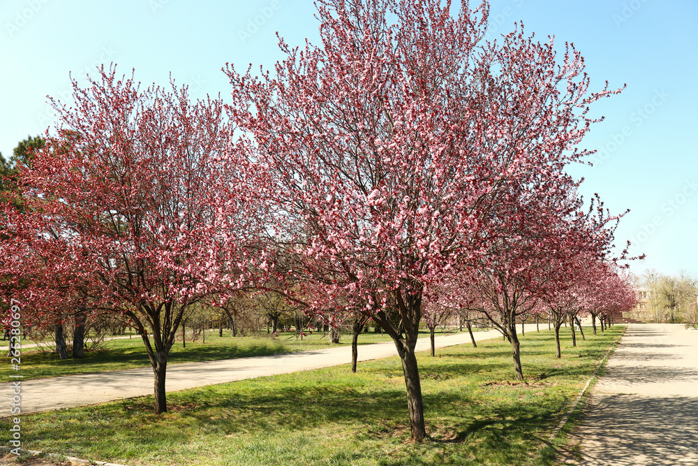 Fototapeta premium Beautiful blossoming trees in city park