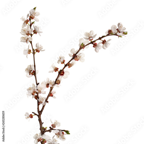 Beautiful blossoming branch on white background