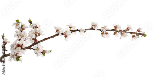 Beautiful blossoming branch on white background