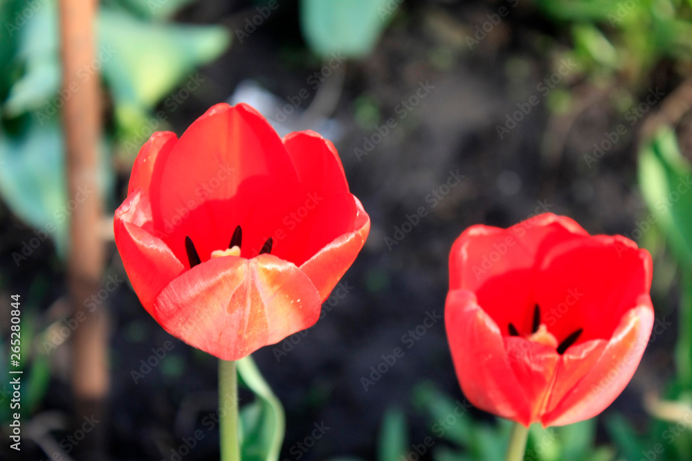 A group of red tulips in the park. Morning in the dew, Spring landscape. Close-up, blur. A group of red tulips in the park. Morning in the dew, Spring landscape. Close-up, blur.