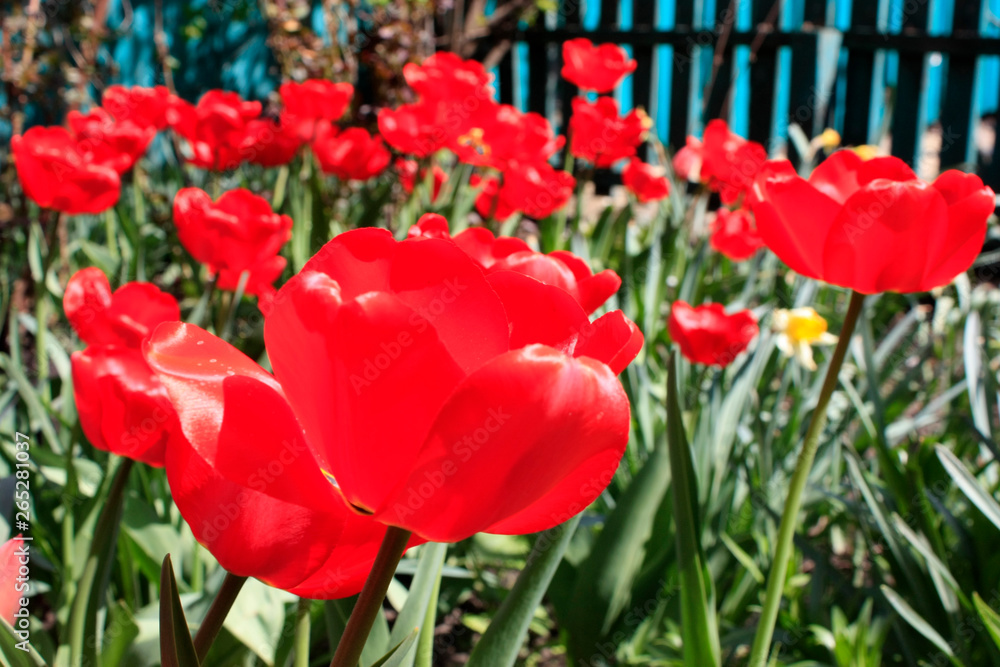 Obraz premium A group of red tulips in the park. Morning in the dew, Spring landscape. Close-up, blur.