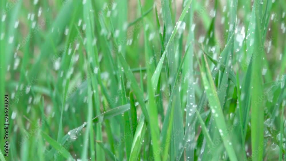 Rain water drops falling over green grass. Water rain drop with fresh green leaf for nature. Closeup. Slow motion. Water drops falling on green leaves. Close up. Drops of on the grass. Rain water drops falling over green grass. Water rain drop with fresh green leaf for nature. Closeup. Slow motion. Water drops falling on green leaves. Close up. Drops of on the grass.