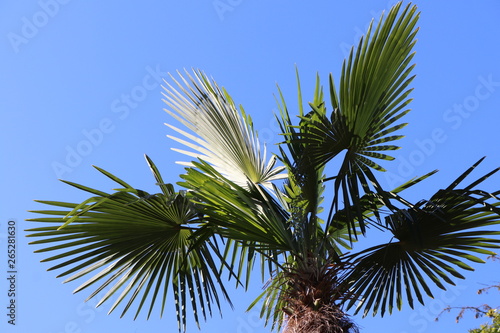Endlich Urlaub - Blätter der chinesischen Hanfpalme vor einem strahlend blauen Himmel 