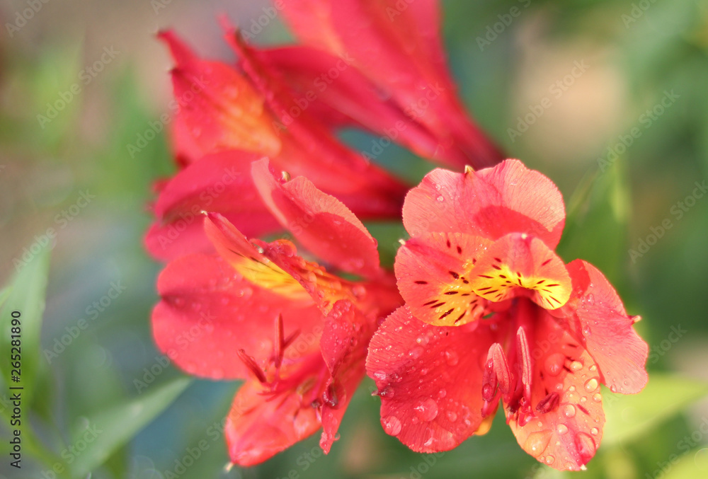 Red Alstroemeria, Lily of incas blooms blossom spring season Red Alstroemeria, Lily of incas blooms blossom spring season