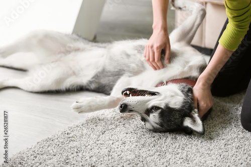 Adorable Husky dog with owner at home