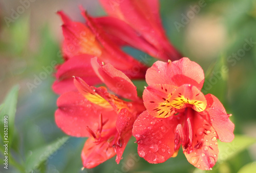 Red Alstroemeria, Lily of incas blooms blossom spring season 