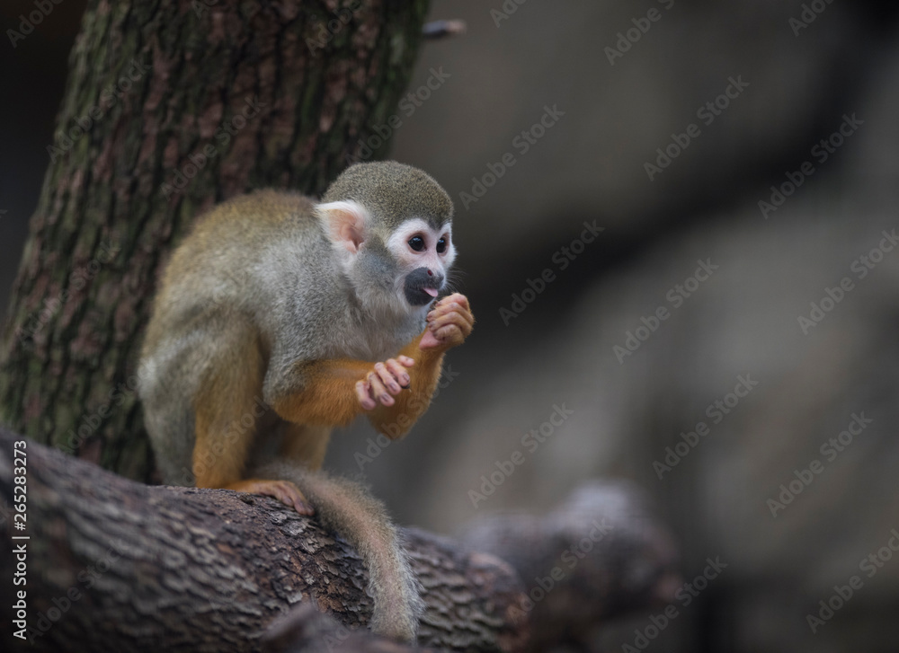 Common squirrel monkey Common squirrel monkey