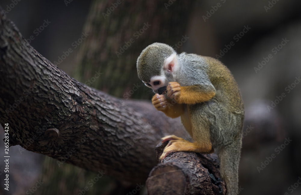 Common squirrel monkey Common squirrel monkey