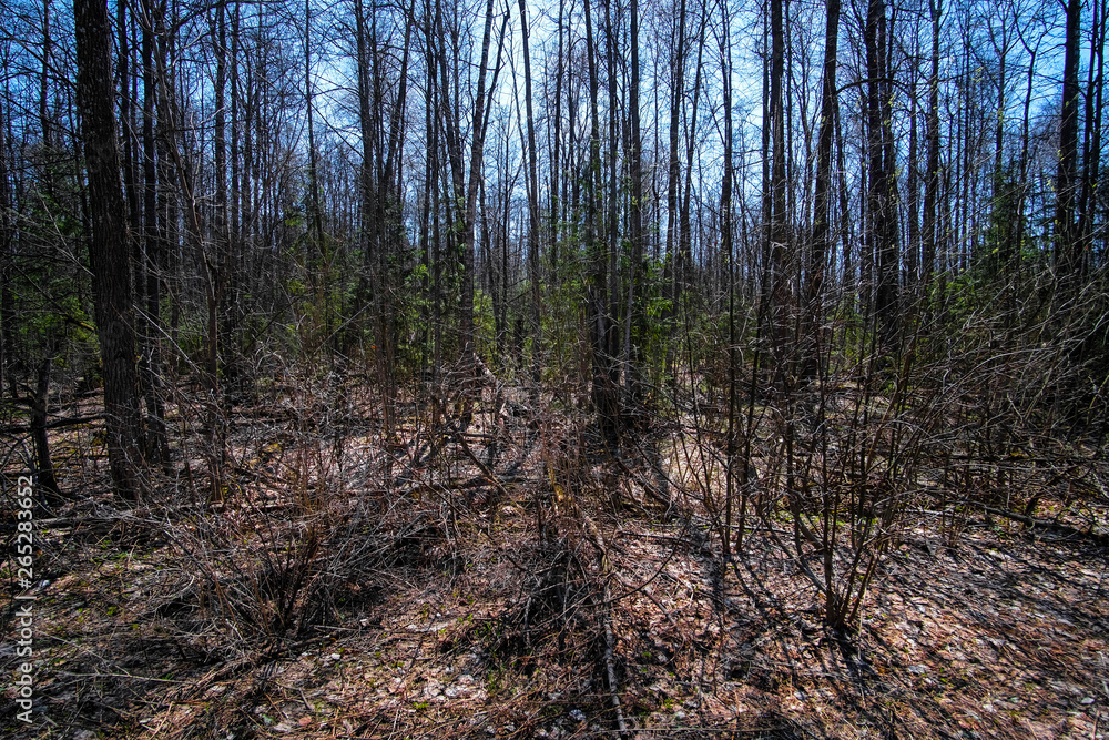 Landscape with the image of spring forest Landscape with the image of spring forest