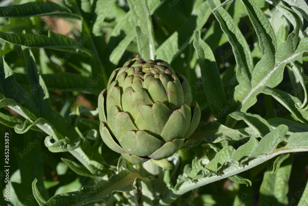 Obraz premium Fresh green artichoke, ripe on the plant