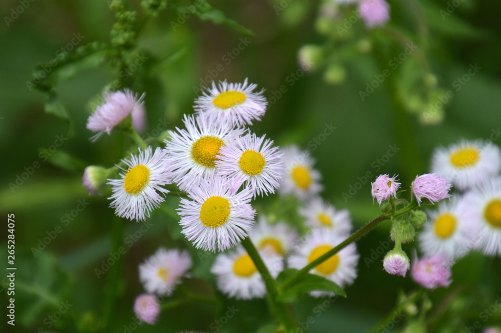 刺繍糸でつくった造花のようなハルジオンの花 Stock Photo Adobe Stock