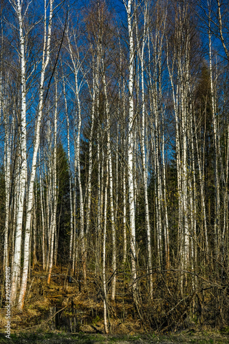 Fototapeta Naklejka Na Ścianę i Meble -  Landscape with the image of spring forest