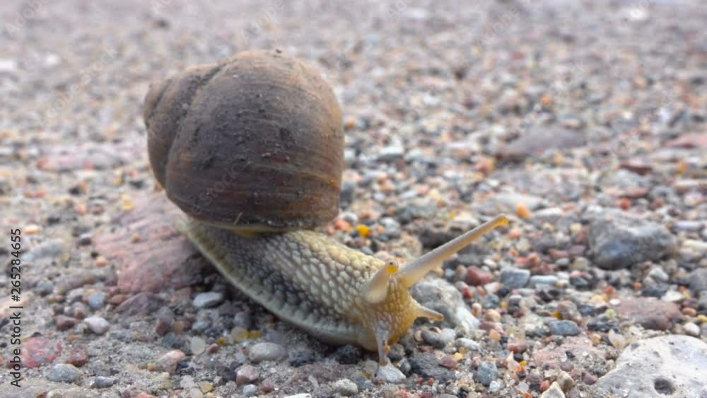 Big grape snail on the road. Closeup. Big snail in shell crawling on road, summer day in garden. Close up. Big grape snail on the road. Closeup. Big snail in shell crawling on road, summer day in garden. Close up.