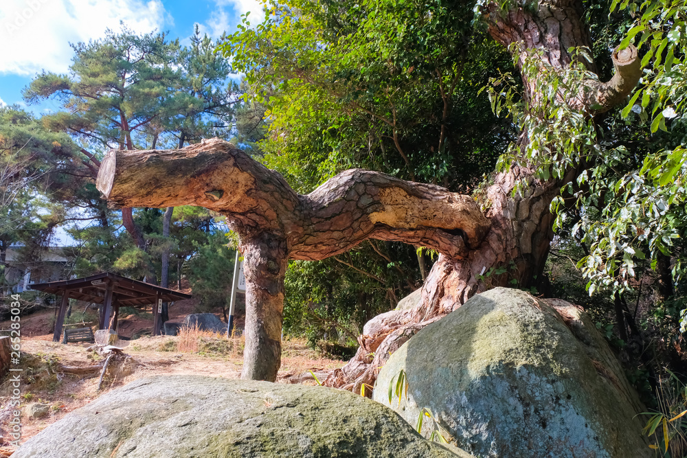 Obraz premium 尾道 動物のような根っこ 文学のこみち