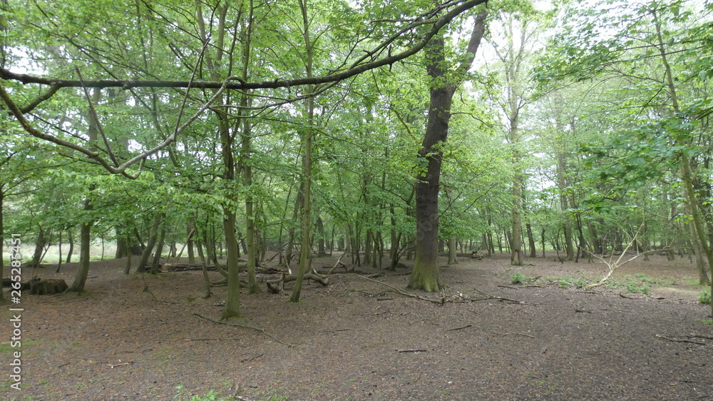 Forestry at its most natural, a spring morning in Essex Forestry at its most natural, a spring morning in Essex