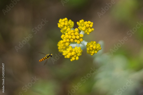 A wild inset hovering for nectar on a wild yellow flower