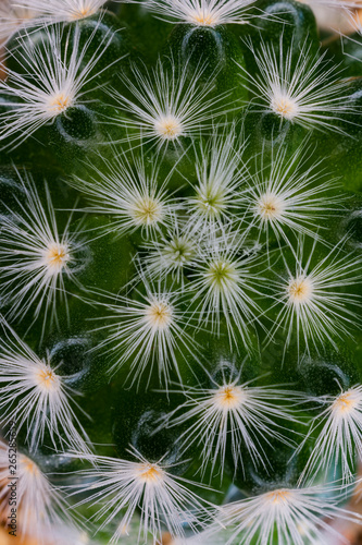 cactus flower top view closeup