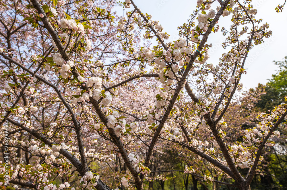 Sakura blossom in Chinese park. Sakura blossom in Chinese park.