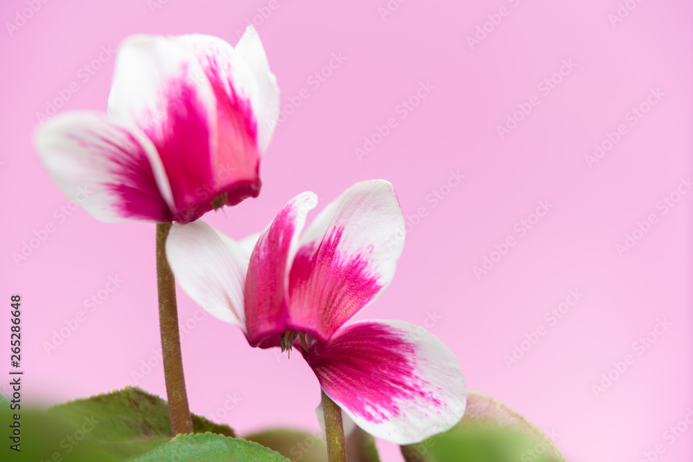 Beautiful purple cyclamen, with space for text Beautiful purple cyclamen, with space for text