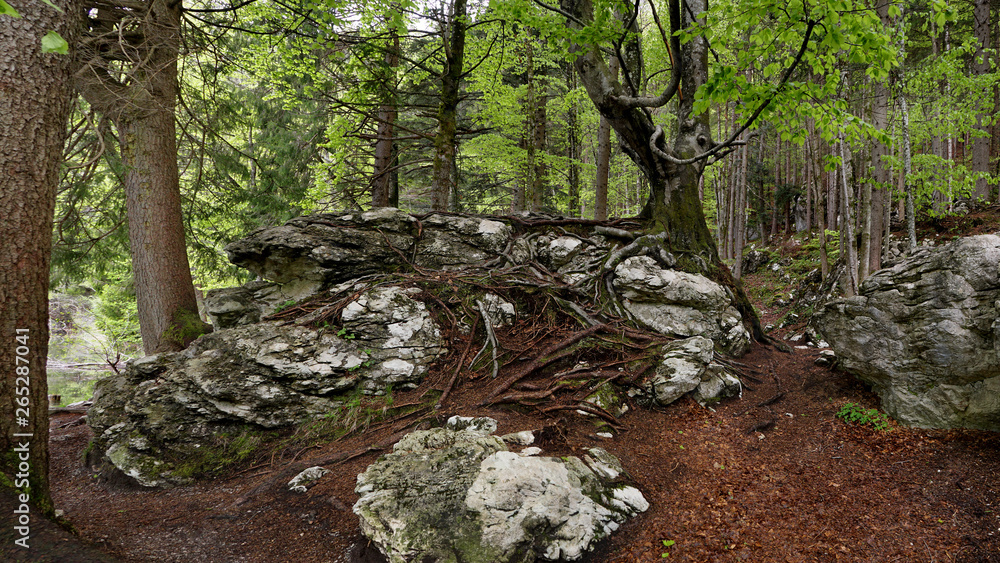Obraz premium Tree with gnarled roots